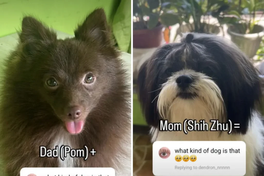 Il mix tra Pomeranian e Shih Tzu: il cucciolo perfetto secondo il suo proprietario.