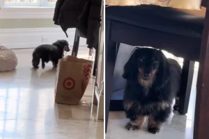 Dachshund commosso dopo la degenza in ospedale: emozioni che toccano il cuore.
