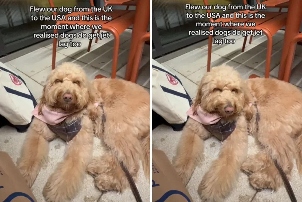 Viaggio da UK a US: proprietaria e Goldendoodle affrontano il tempo che passa.