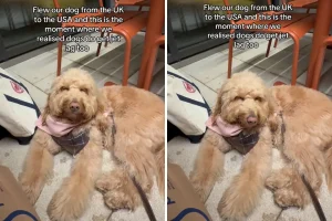 Viaggio da UK a US: proprietaria e Goldendoodle affrontano il tempo che passa.