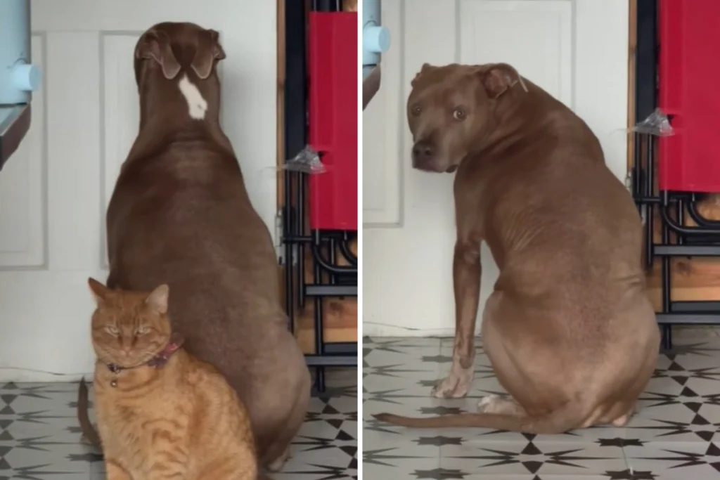 Pit Bull e gatto messi in punizione: risate assicurate per il divertente risultato!