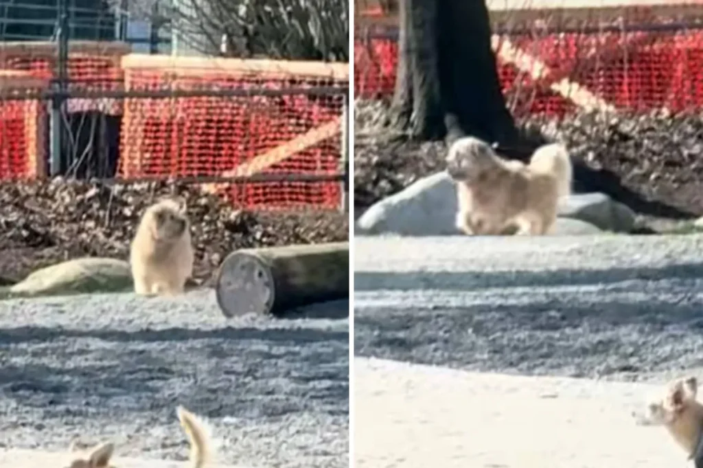 Cane adottato teme di essere abbandonato al parco: momento straziante.
