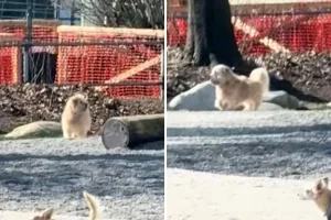 Cane adottato teme di essere abbandonato al parco: momento straziante.