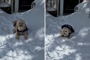 Goldendoodle conquista la neve e si aggiudica il titolo di Pet della settimana.