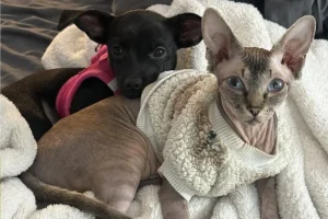 Cucciolo di Chihuahua e gatto Sphynx si divertono in un adorabile combattimento affettuoso.