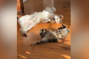 Il video di un cane e un gatto che prendono il sole insieme conquista il web.