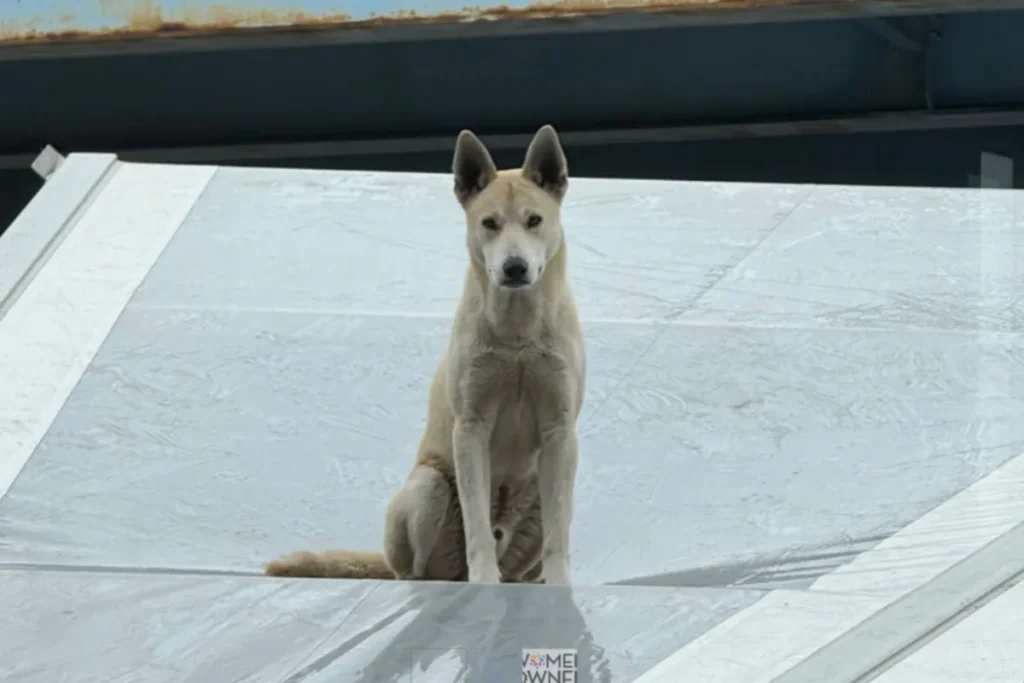 Cane randagio cade sul tetto di una distilleria: attimi di sorpresa ripresi dalla CCTV.