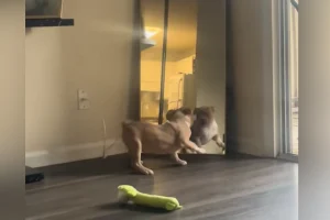 Il primo giorno del cucciolo a casa: shock e cambiamenti dopo sei mesi.