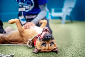 I giovani americani amano i cani grandi, ma c’è un problema da affrontare.