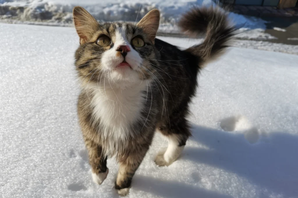 Il coraggio del gatto nella tempesta di neve incanta il pubblico: ‘Così coraggioso!’