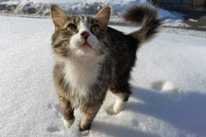 Il coraggio del gatto nella tempesta di neve incanta il pubblico: ‘Così coraggioso!’