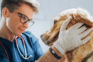 Proprietario di Golden Retriever spende 2000 euro dal veterinario, sconvolto dalla diagnosi.