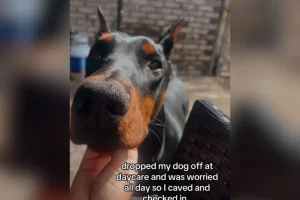 Proprietaria preoccupata dopo aver lasciato il cane in centro benessere: poi invia un messaggio.