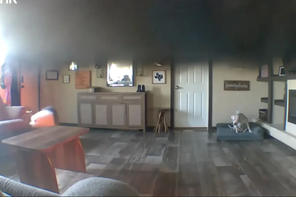 Pet Cam: Il vicino salva i cani da un incendio in casa.
