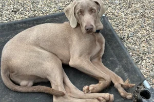 Cucciolo di Weimaraner disabile cerca ancora una famiglia dopo il salvataggio in strada.