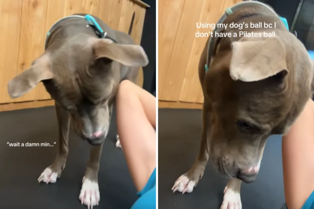Pit Bull deluso dalla tecnica di Pilates del padrone: ecco la sua reazione incredibile.