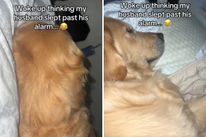 Donna crede che il marito abbia dormito troppo, poi scopre chi è davvero accanto a lei.