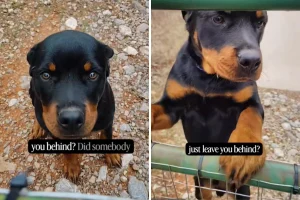 Donna riceve allerta dalla telecamera: lacrime per ciò che trova fuori casa