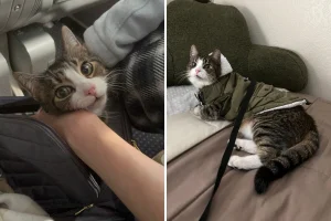 Gatto scappa la notte prima del trasloco, la famiglia continua a cercarlo instancabilmente.