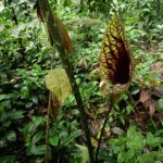 Estinzione o invisibilità? Scoperte di Centinela sui vuoti nei dati sulla biodiversità.