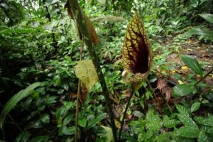 Estinzione o invisibilità? Scoperte di Centinela sui vuoti nei dati sulla biodiversità.