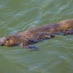 Sussidi governativi danneggiano gli sforzi di conservazione in Australia? Scopri di più ora!