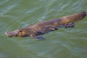 Sussidi governativi danneggiano gli sforzi di conservazione in Australia? Scopri di più ora!