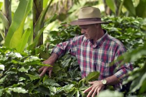 Il vantaggio iniziale del Costa Rica potrebbe nascondere sfide future con l’EUDR.