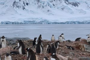 Etichetta di sostenibilità per il krill antartico solleva interrogativi sul suo reale impatto ambientale.