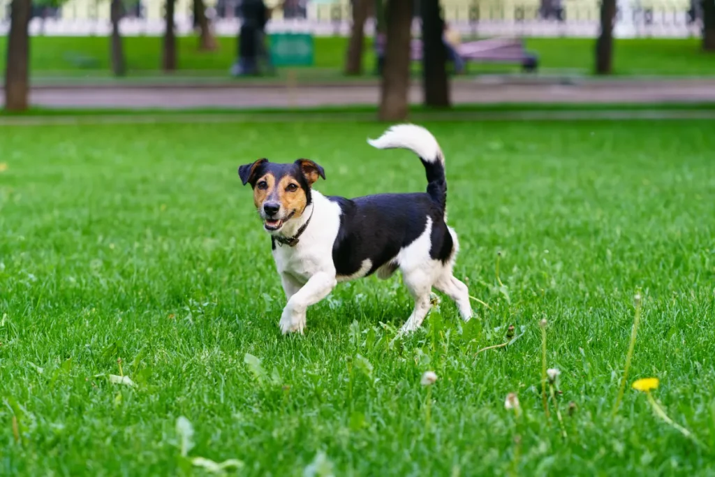 Cane di 12 libbre salvato: il test del DNA rivela una sorpresa inaspettata.