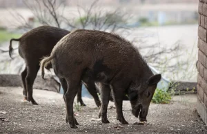 Allerta USDA su suini “malati” scatena una valanga di battute divertenti.