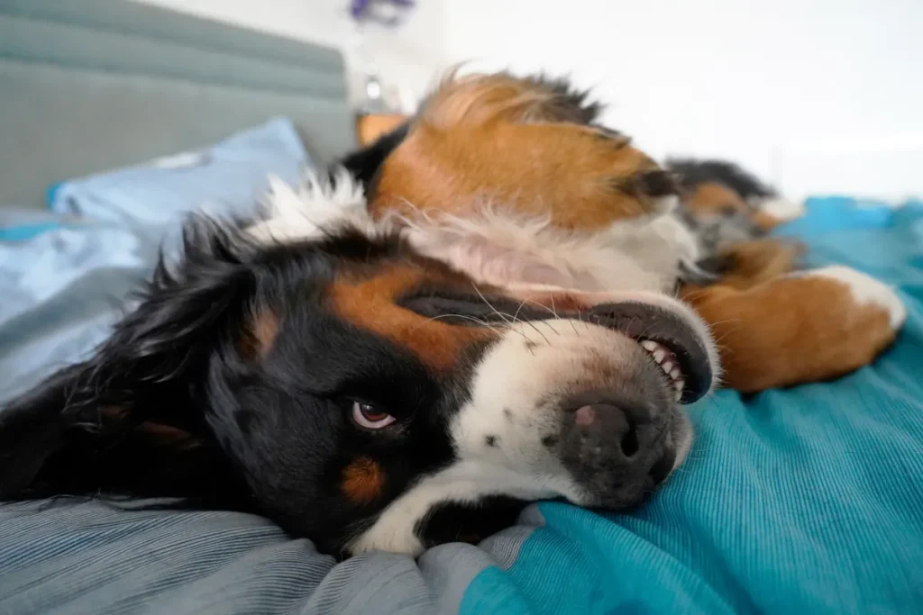 Cane di montagna bernese accoglie un gattino: la reazione esilarante che stupisce tutti!