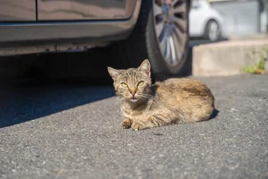 Gattina trovata nel parcheggio del McDonald’s sceglie il suo umano per sempre.
