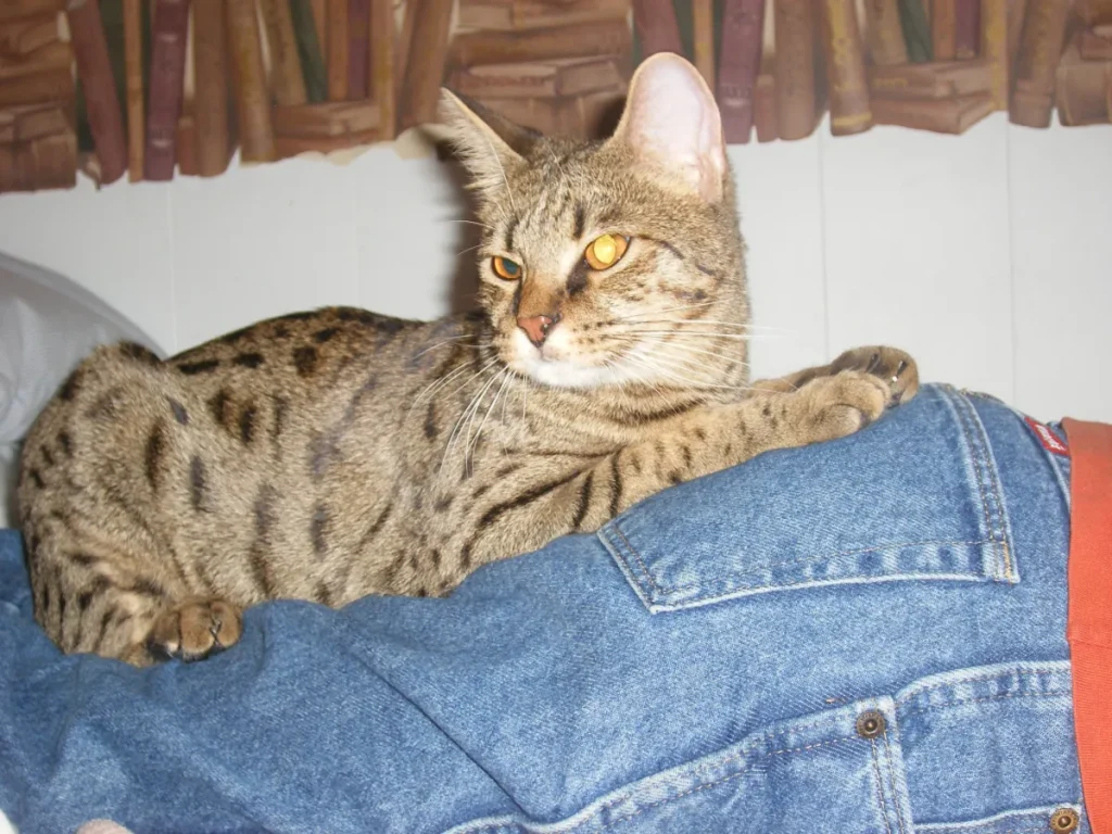 Gatto Savannah coinvolto in una rivalità fraterna esilarante: il video diverte tutti!