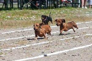 Ecco il titolo ottimizzato:
“Il caos esilarante di un cane da dachshund durante una gara di razza”