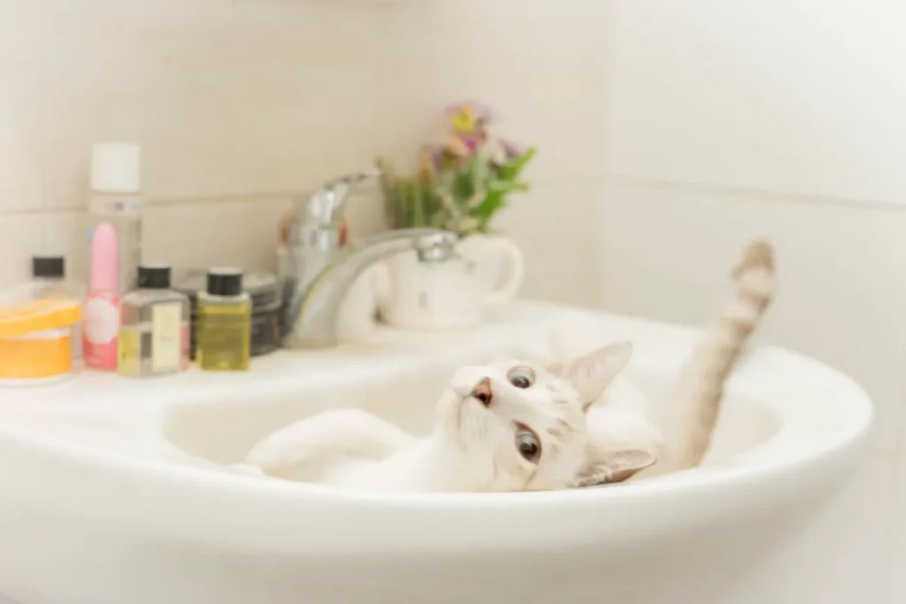 Gattino sorpreso a giocare sotto la doccia: il momento divertente catturato dal proprietario.