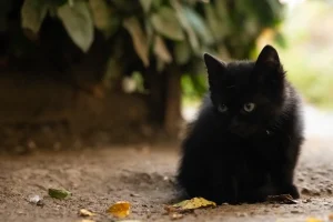 Gattino trova una famiglia per sempre: due mesi dopo ricevono una sorpresa.