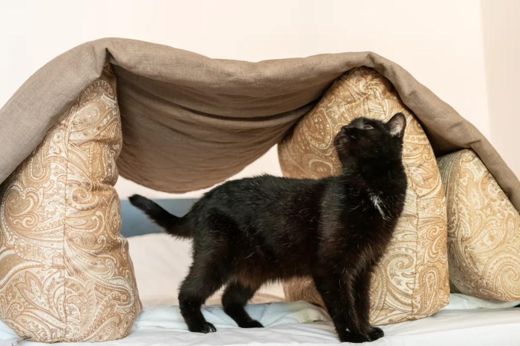 Una donna adotta un gattino, ma scopre un imprevisto a letto.