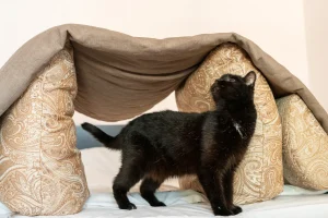 Una donna adotta un gattino, ma scopre un imprevisto a letto.