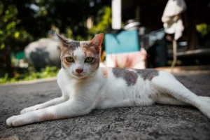 Gatto scopre un randagio in giardino: la situazione sorprende tutti.