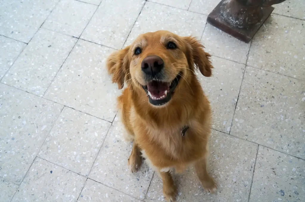 Ami i Golden Retriever ma hai poco spazio? Scopri razze alternative più adatte!