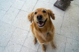 Ami i Golden Retriever ma hai poco spazio? Scopri razze alternative più adatte!