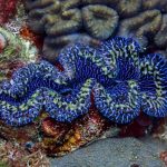 Protezione tradizionale risulta efficace per le vongole nelle Samoa Americane.