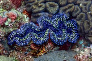 Protezione tradizionale risulta efficace per le vongole nelle Samoa Americane.