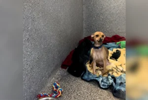 Chihuahua piange mentre l’amico viene adottato, ma la storia ha un colpo di scena.