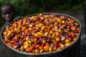 Il fondo sovrano più grande al mondo disinvestirà da Bolloré per violazioni dei diritti.