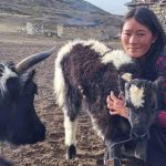 Cambiamento climatico: yack selvatici e addomesticati del Nepal in difficoltà.