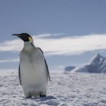 Scoperta casuale svela nuova minaccia climatica per i pinguini imperatore.