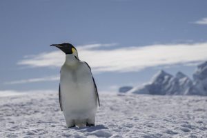 Scoperta casuale svela nuova minaccia climatica per i pinguini imperatore.