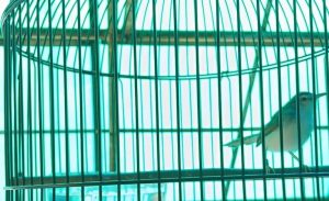 L’istrice si estingue nelle foreste indonesiane per la sua melodia affascinante.